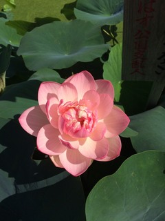 S__19054613.jpg